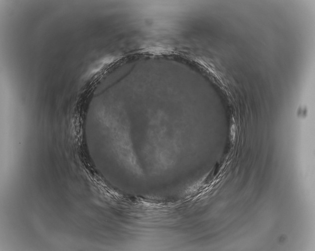 X0000096131398200801251005