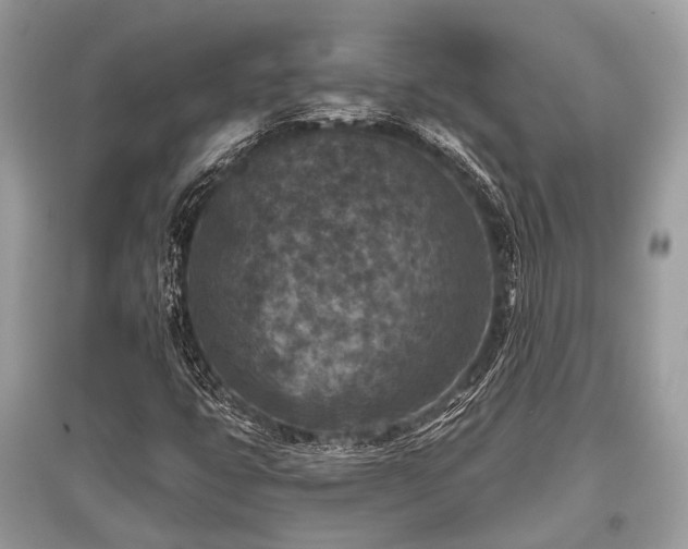 X0000096131399200801251005