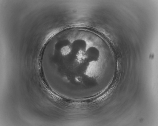 X0000096131405200801251005