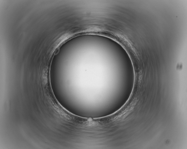 X0000096131409200801251005