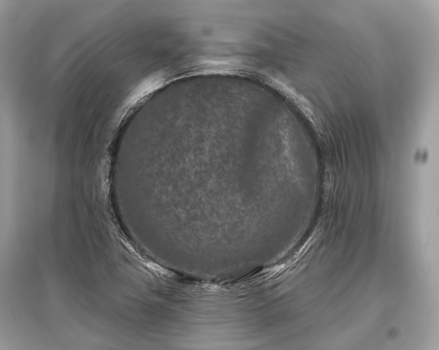 X0000096131411200801251005