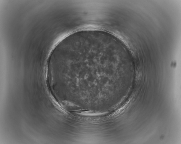 X0000096131413200801251005