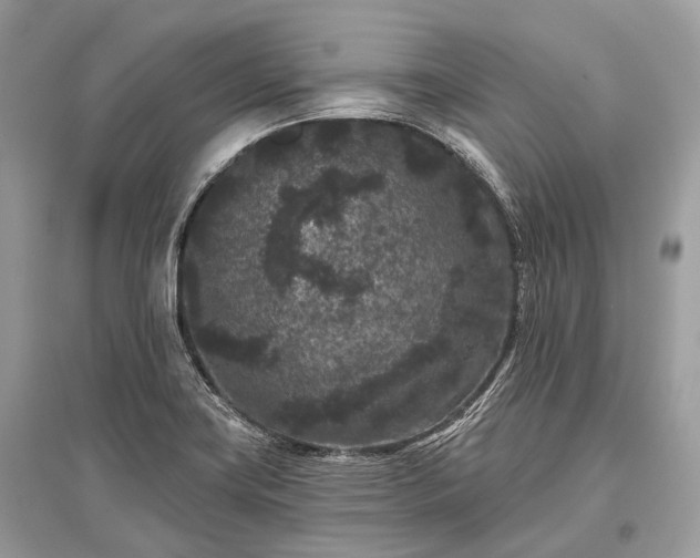 X0000096131419200801251005