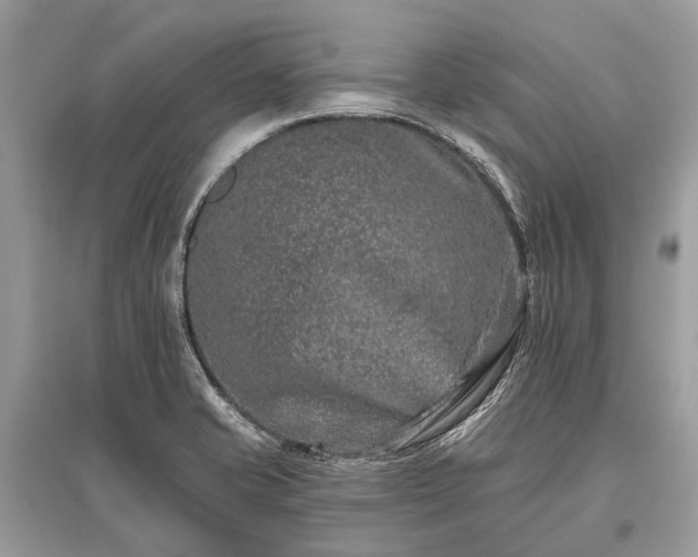 X0000096131421200801251005
