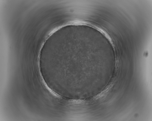 X0000096131429200801251005