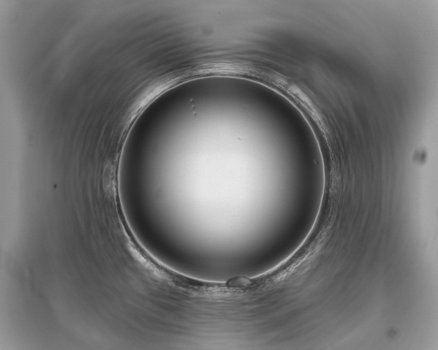 X0000096131433200801251006