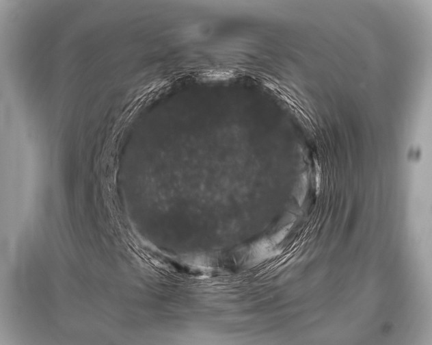 X0000096131441200801251005