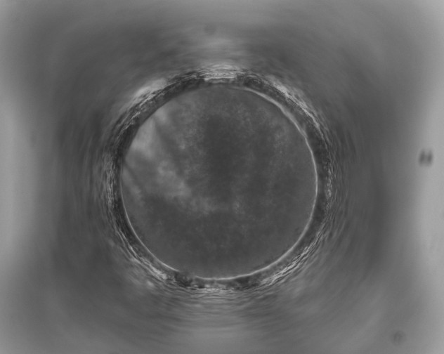X0000096131445200801251005