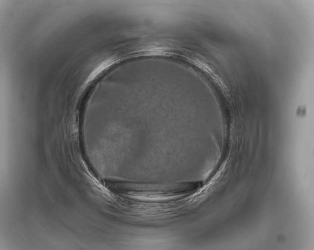 X0000096131450200801251005
