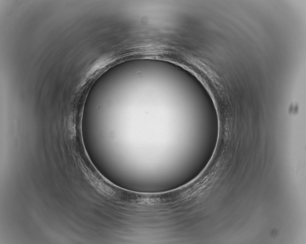 X0000096131451200801251005