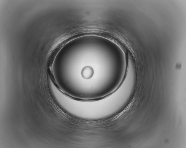 X0000096131453200801251005