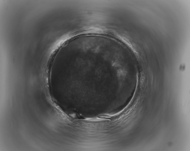 X0000096131455200801251005