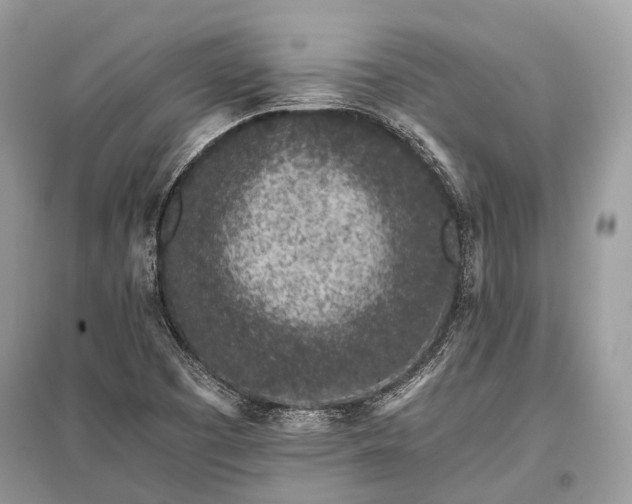 X0000096131457200801251005