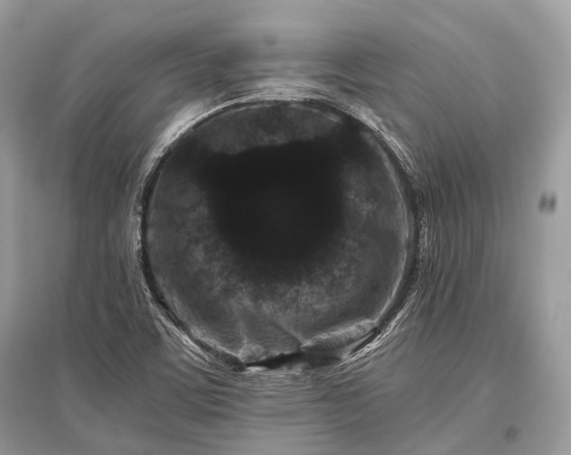 X0000096131459200801251005