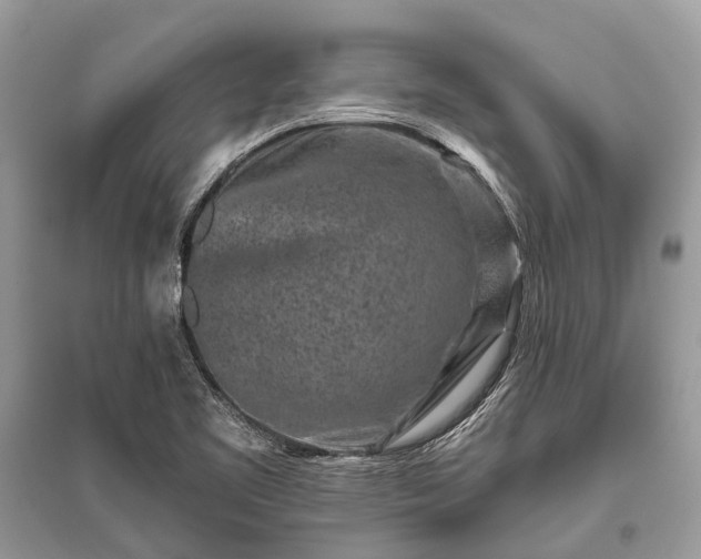X0000096131461200801251005
