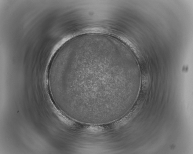 X0000096131466200801251005