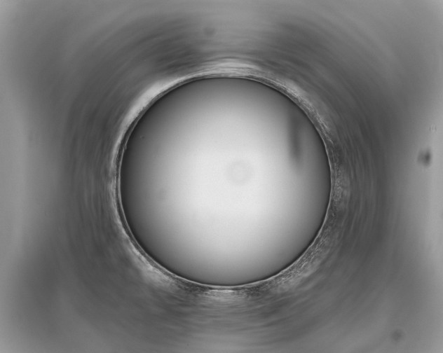 X0000096131478200801251004
