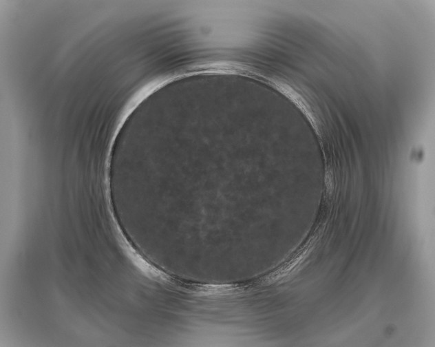 X0000096131482200801251004