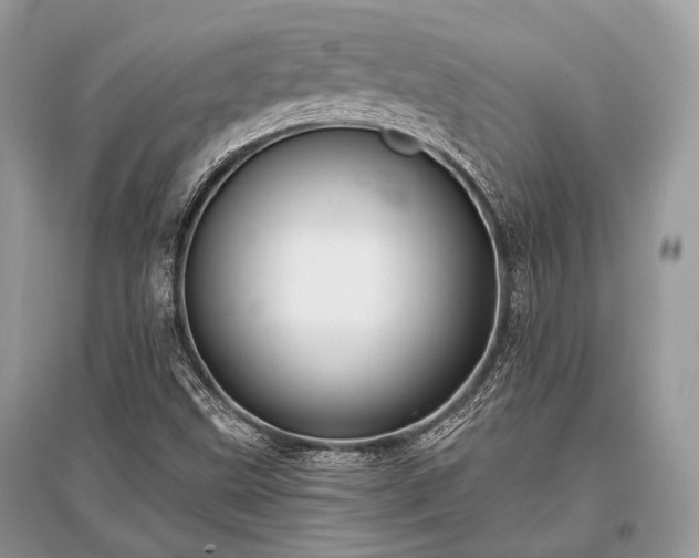 X0000096131499200801251003
