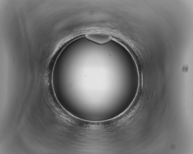 X0000096131501200801251003