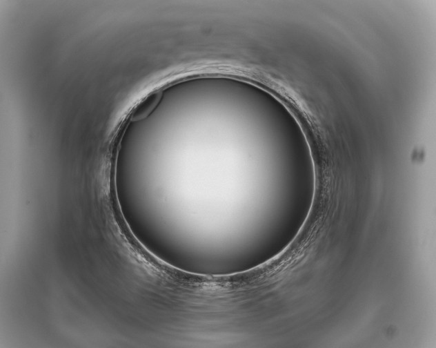 X0000096131504200801251004