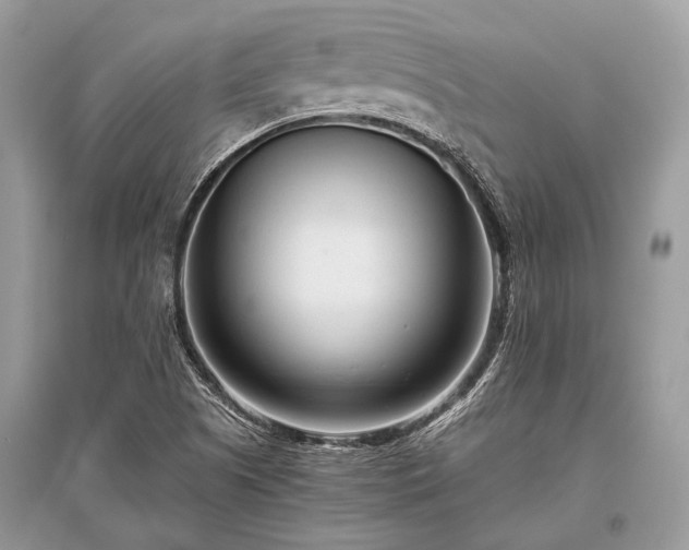 X0000096131505200801251004