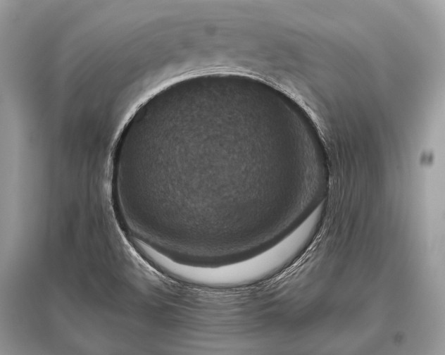 X0000096131508200801251004