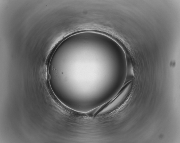 X0000096131509200801251004