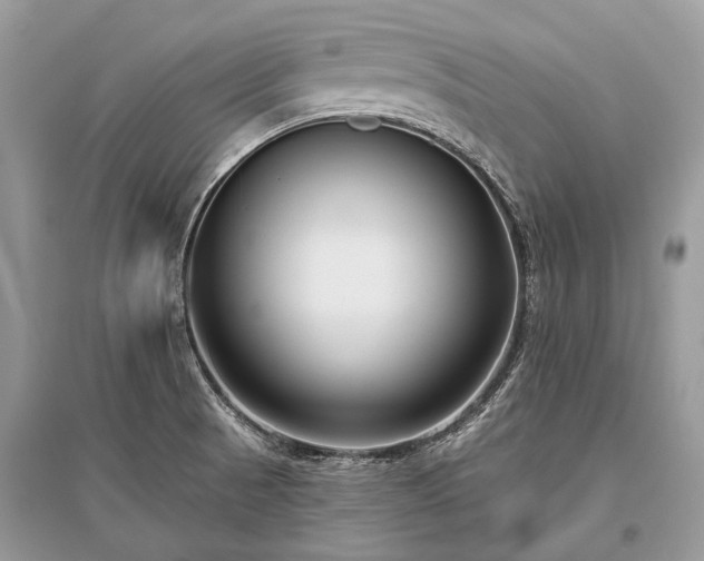 X0000096131521200801251004