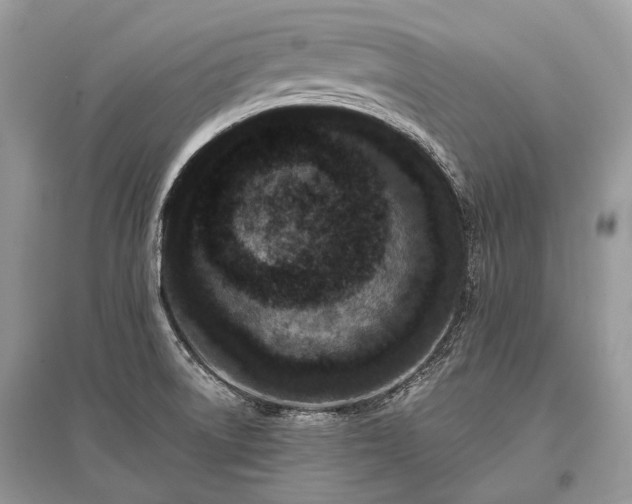 X0000096131522200801251004