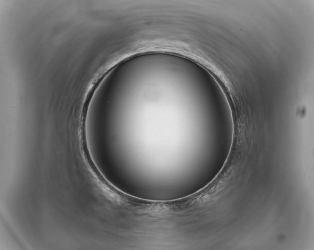 X0000096131525200801251004