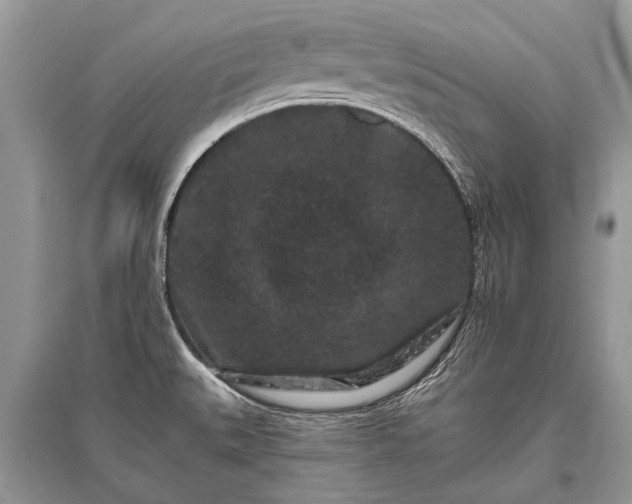 X0000096131527200801251004