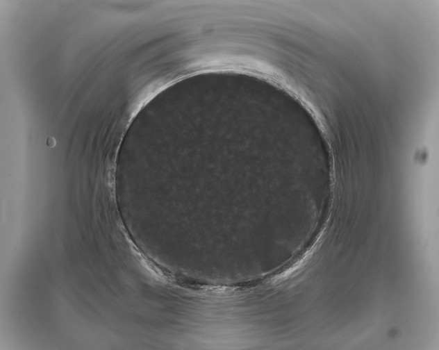 X0000096131529200801251004