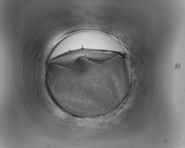 X0000096130005200802011158