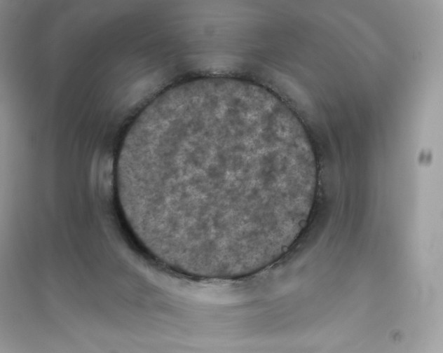 X0000096130024200802011158