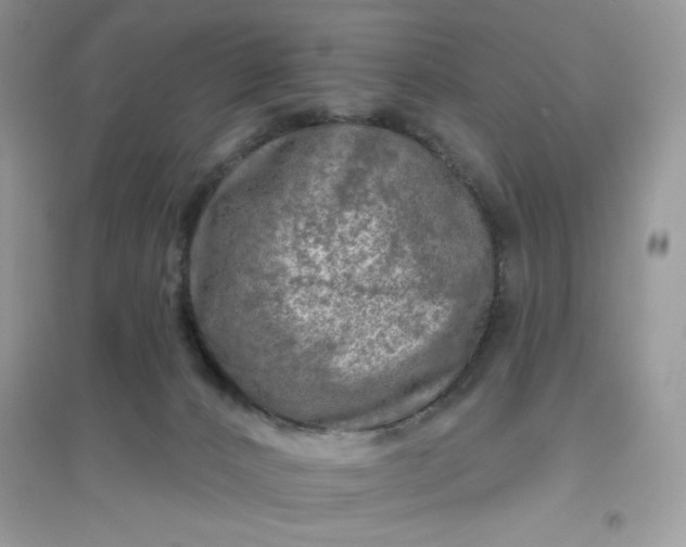 X0000096130032200802011158