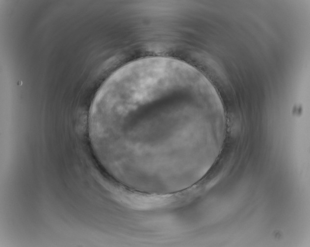 X0000096130036200802011158