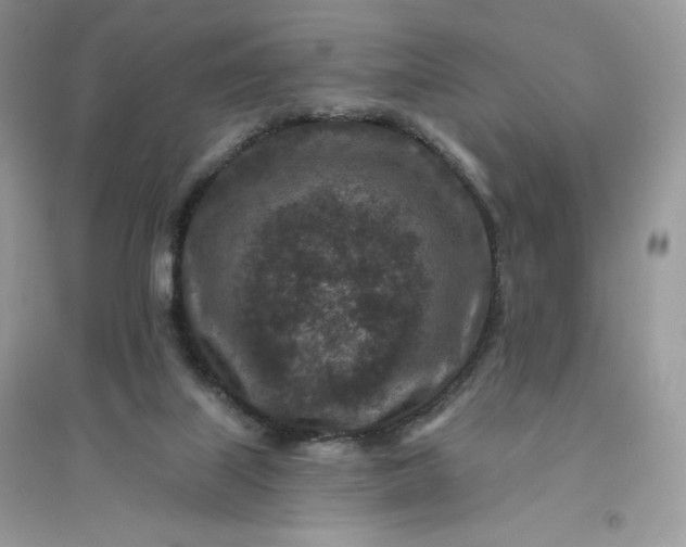 X0000096130067200802011157