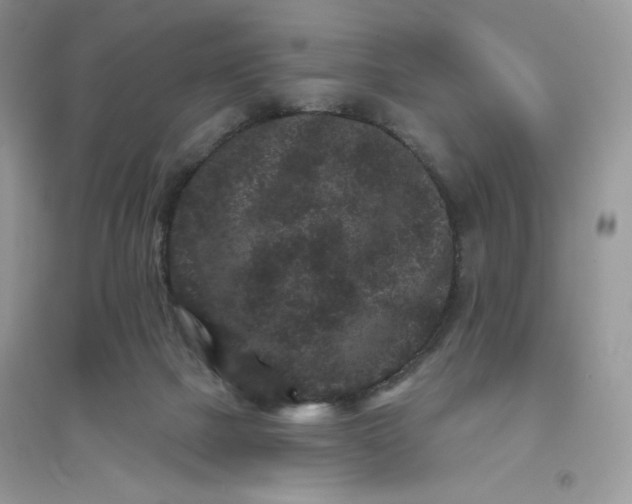 X0000096130073200802011157