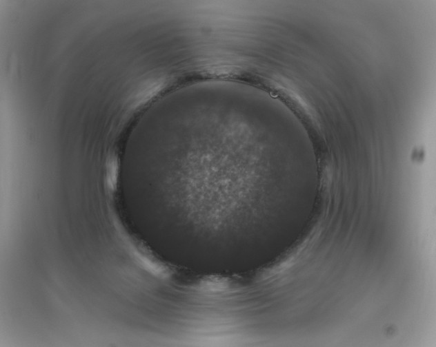 X0000096130076200802011157