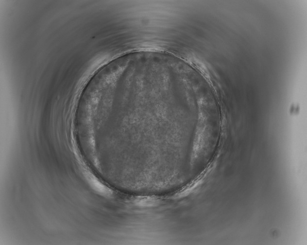 X0000096130145200802011156