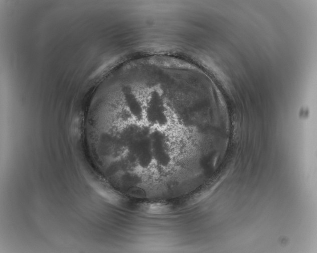 X0000096130165200802011156