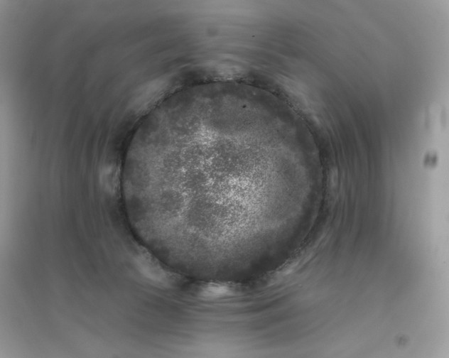 X0000096130177200802011156