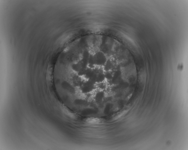 X0000096130181200802011156
