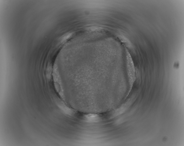 X0000096130189200802011156