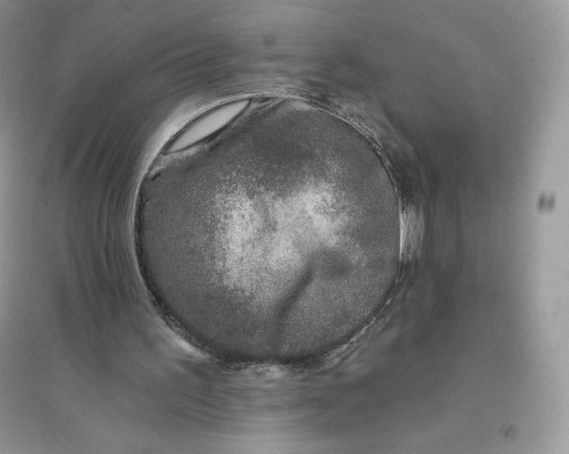 X0000096130195200802011156