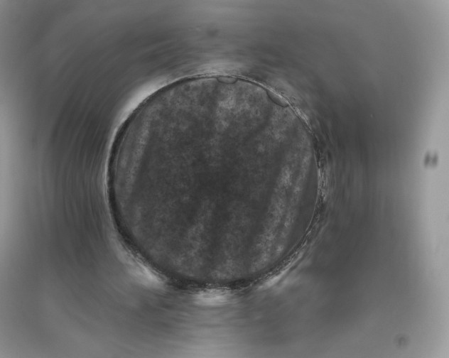 X0000096130196200802011156