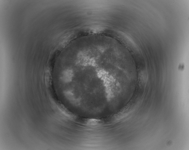 X0000096130222200802011155