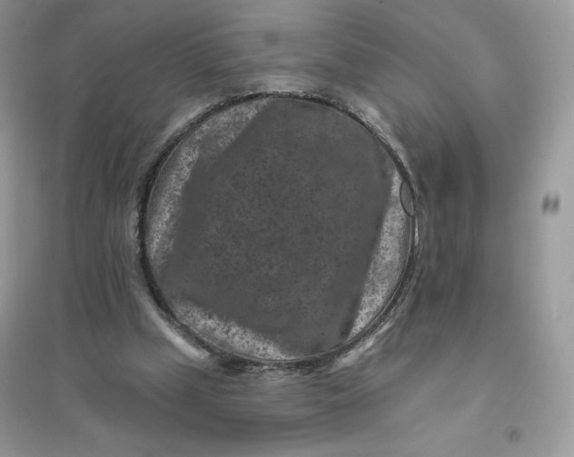 X0000096130249200802011154