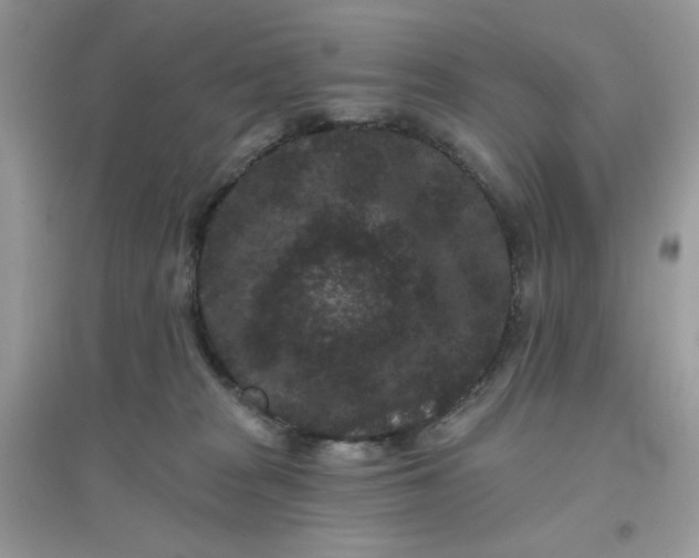 X0000096130277200802011155